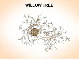willow tree 3D Model