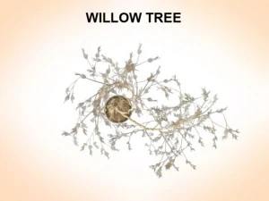 willow tree 3D Model