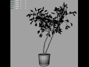 willow tree 3D Model