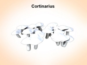 cortinarius 3D Model