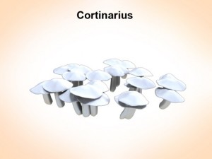 cortinarius Model 3D