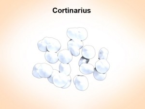 cortinarius Model 3D