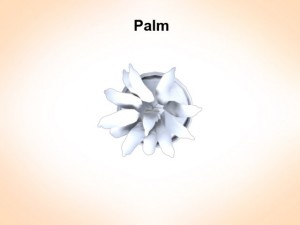palm Model 3D