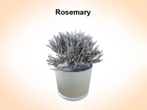 rosemaryn 3Dモデル