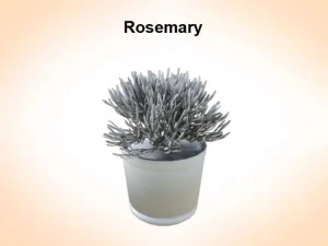 rosemaryn 3D Model