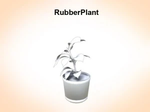 rubber plant 3D Model