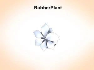 rubber plant 3D Model