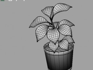 rubber plant 3D Model