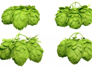 hops Modelo 3D