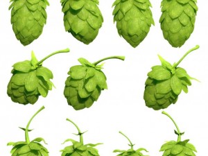 hops Model 3D