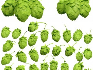 hops Model 3D