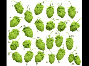 hops Model 3D