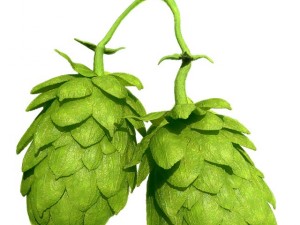 hops Model 3D