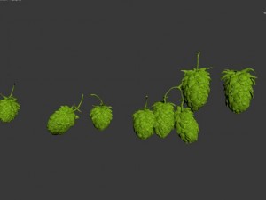 hops Model 3D