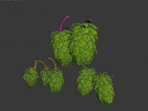 hops Model 3D