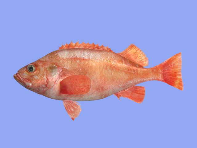 rose fish 3D Model .c4d .max .obj .3ds .fbx .stl .blend 
