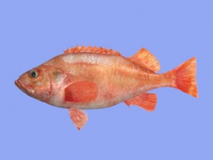 rose fish Model 3D