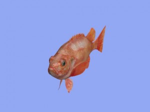 rose fish 3D Model