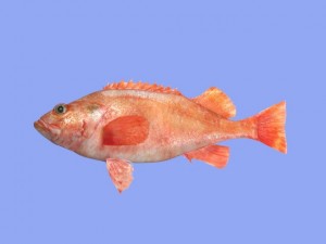 rose fish 3D Model