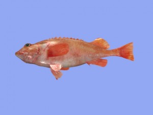 rose fish 3D Model