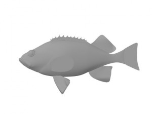 rose fish 3D Model