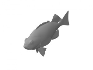 rose fish 3D Model