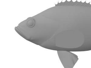rose fish 3D Model