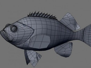 rose fish 3D Model