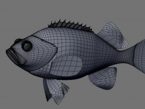 rose fish 3D Model