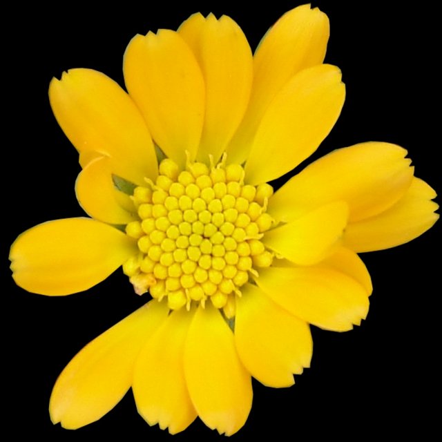 yellow flower cutout CG テクスチャ .c4d .max .obj .3ds .fbx .stl .blend