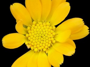 yellow flower cutout CG Textures
