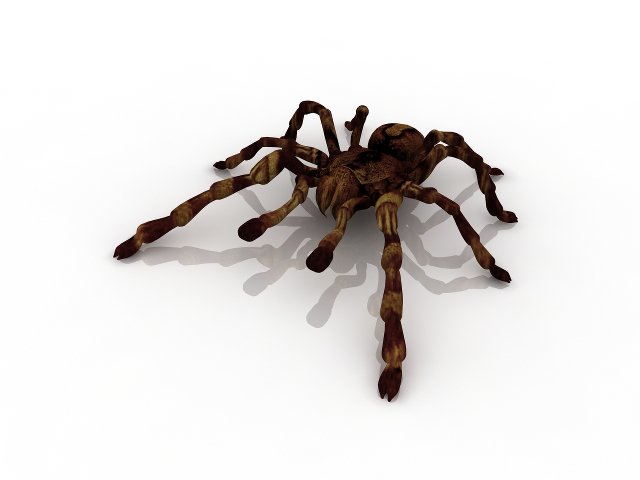 tarantula spider 3D मॉडल .c4d .max .obj .3ds .fbx .stl .blend 