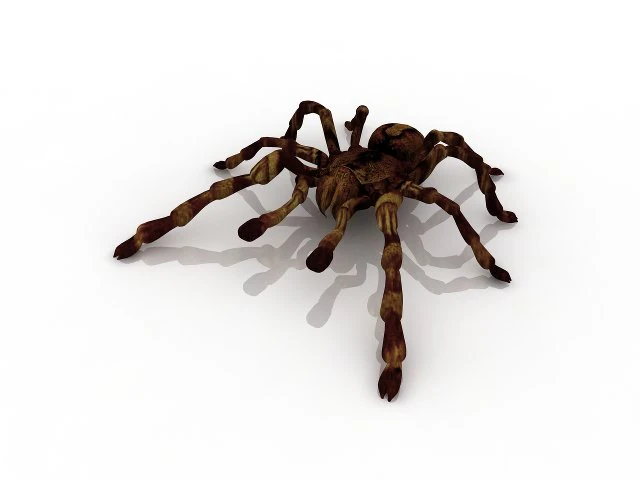 tarantula spider 3D Model .c4d .max .obj .3ds .fbx .stl .blend 