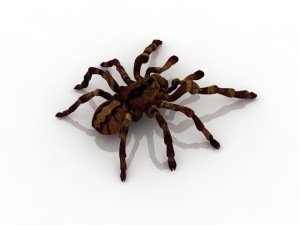 tarantula spider 3D मॉडल