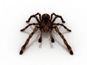 tarantula spider 3D Model