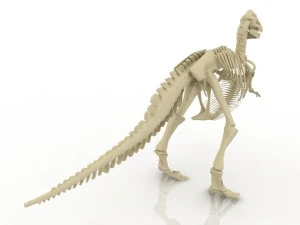 dinosaur skeleton 3D Model