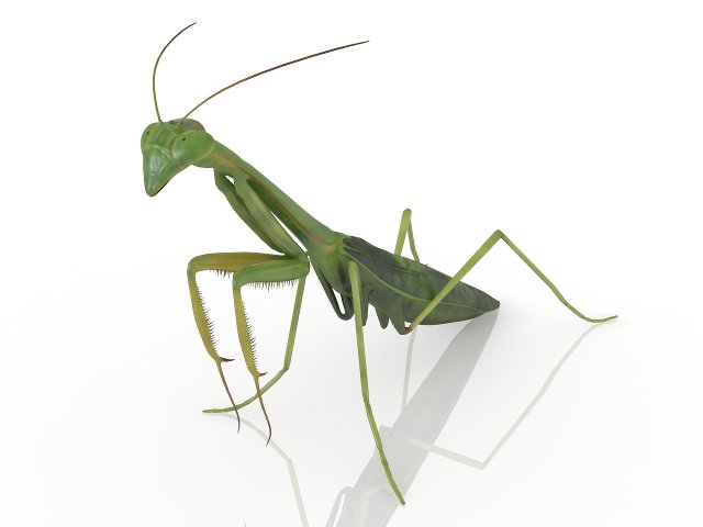 insect mantis Modello 3D .c4d .max .obj .3ds .fbx .stl .blend 