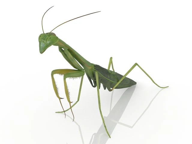 insect mantis 3D Model .c4d .max .obj .3ds .fbx .stl .blend 