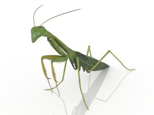 insect mantis 3D Model