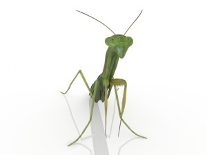 insect mantis Modello 3D
