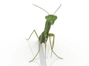 insect mantis 3D Model