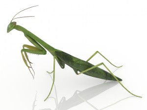 insect mantis Modello 3D