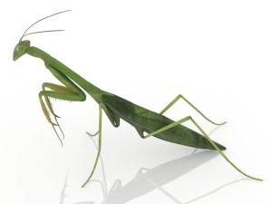 insect mantis 3D Model