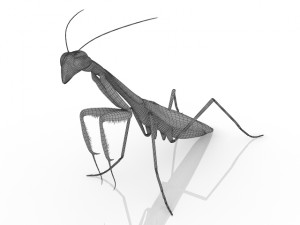 insect mantis Modello 3D