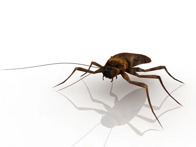cockroach 3D Model .c4d .max .obj .3ds .fbx .stl .blend