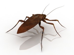 cockroach 3D 模型