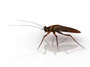 cockroach 3D 模型