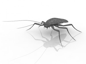 cockroach 3D 模型