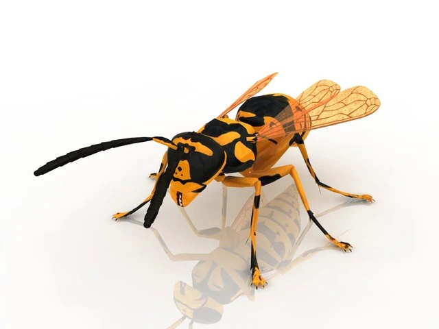 wasp 3D Model .c4d .max .obj .3ds .fbx .stl .blend 