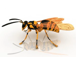 wasp 3D Model